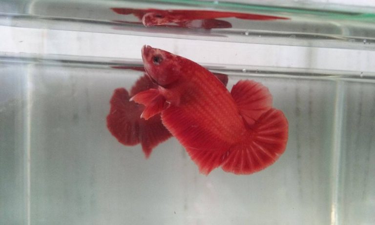 vuongquoccabetta_18