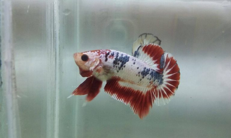 vuongquoccabetta_20