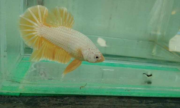 vuongquoccabetta_5