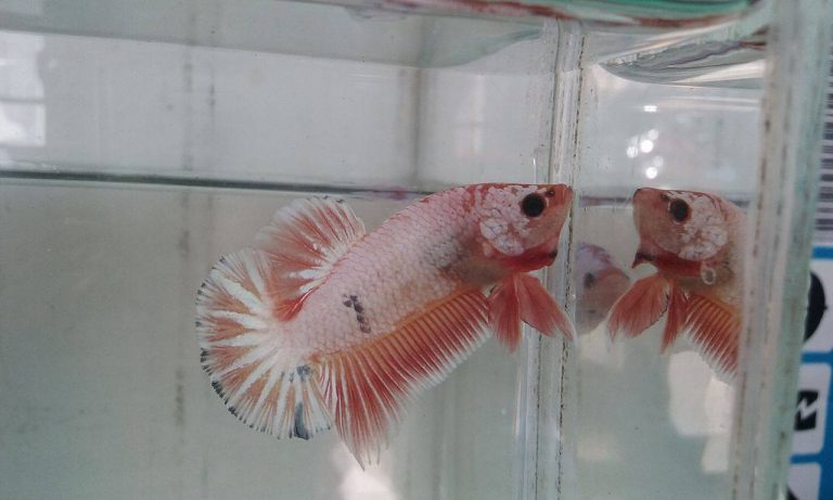 vuongquoccabetta_7