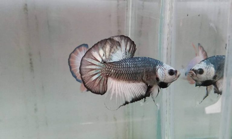 vuongquoccabetta.com