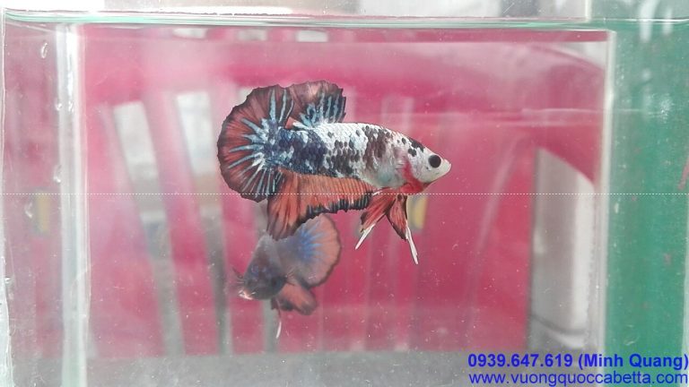 VuongQuocCaBetta_40
