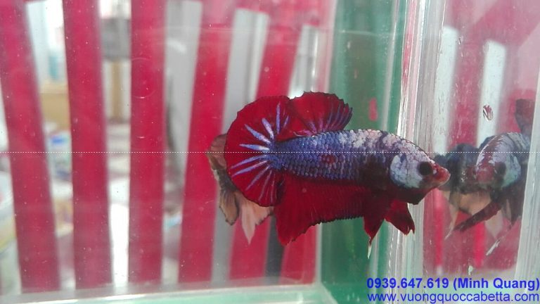 VuongQuocCaBetta_42