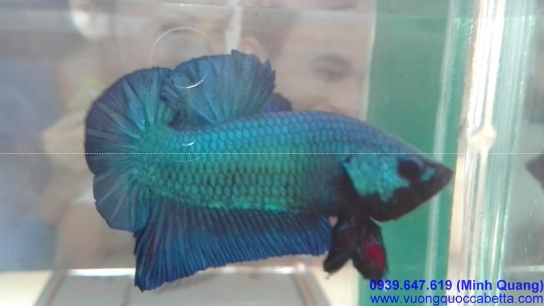 VuongQuocCaBetta_43