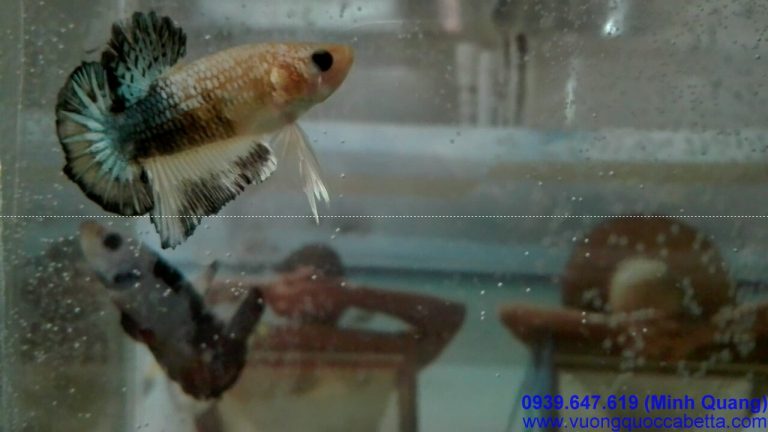 VuongQuocCabetta_20160704_4