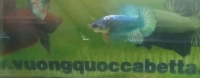 vuongquoccabetta_112016_01