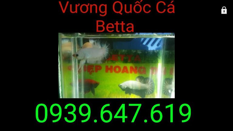 VuongQuocCaBetta_ThangBa_03