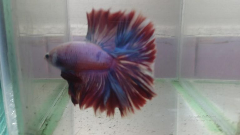 VuongQuocCaBetta