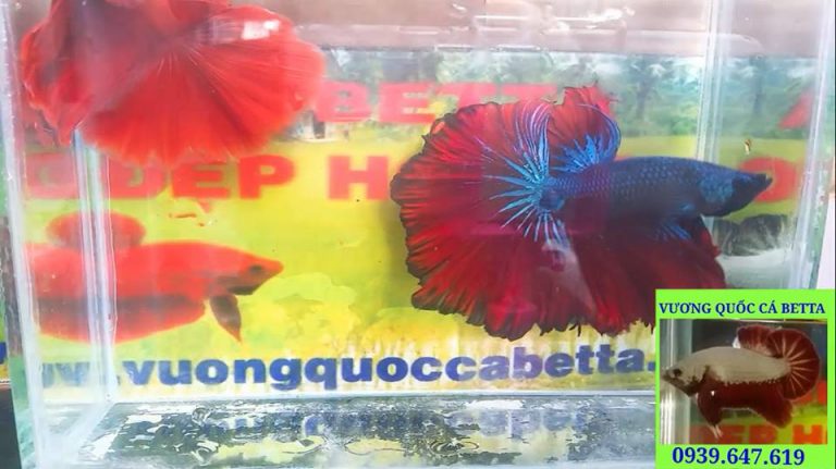 ca betta fancy tphcm.....