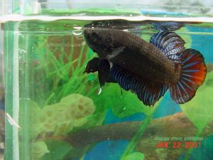 ca betta 2