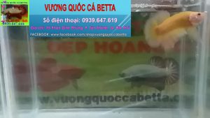 Cửa Hàng Chuyên Bán Cá Betta Fancy Yellow Ở Tphcm