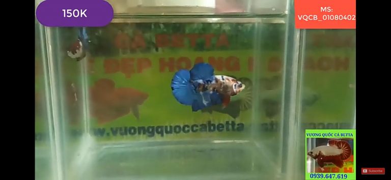 cá betta koi, ca betta koi