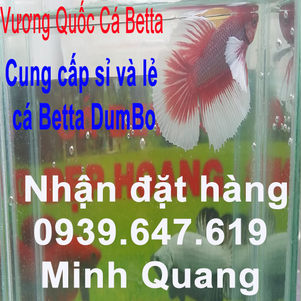 VuongQuocCabetta_Dumbo